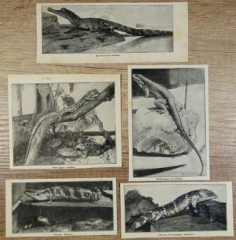 1917 - alter Druck - 5 Bilder von Reptilien